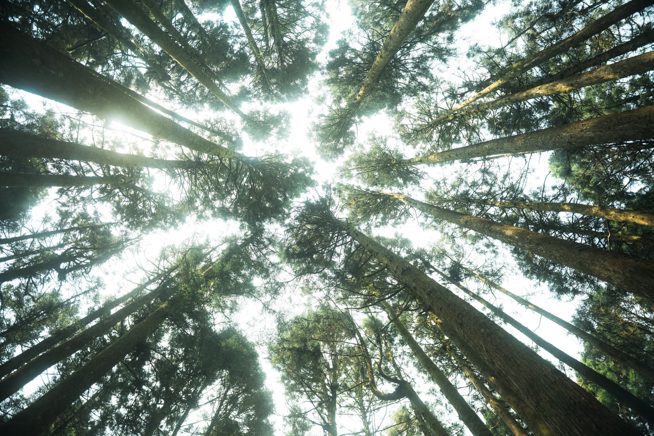 Around the garden