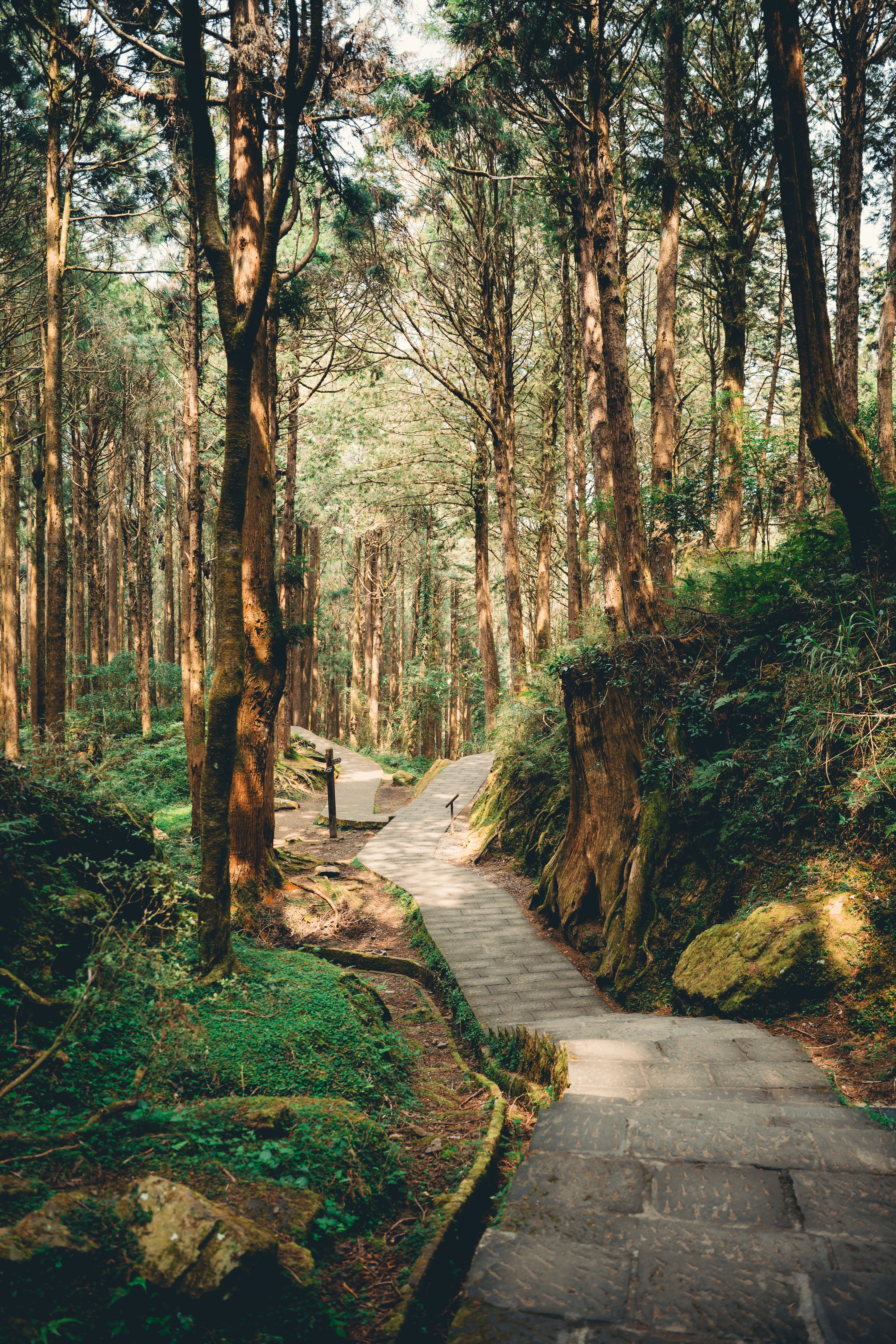 Alishan environment — a quieter corner