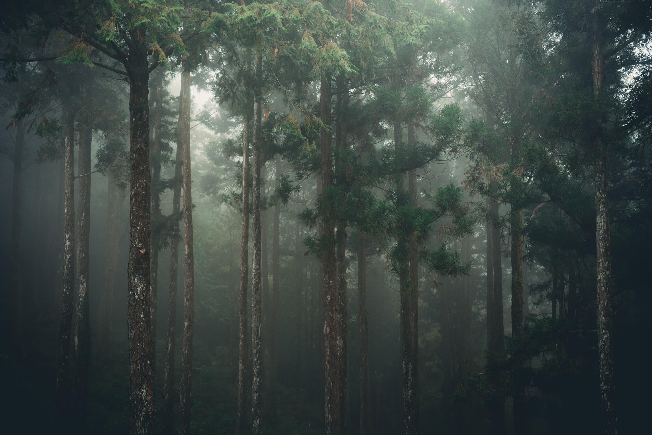 The mist in the trees