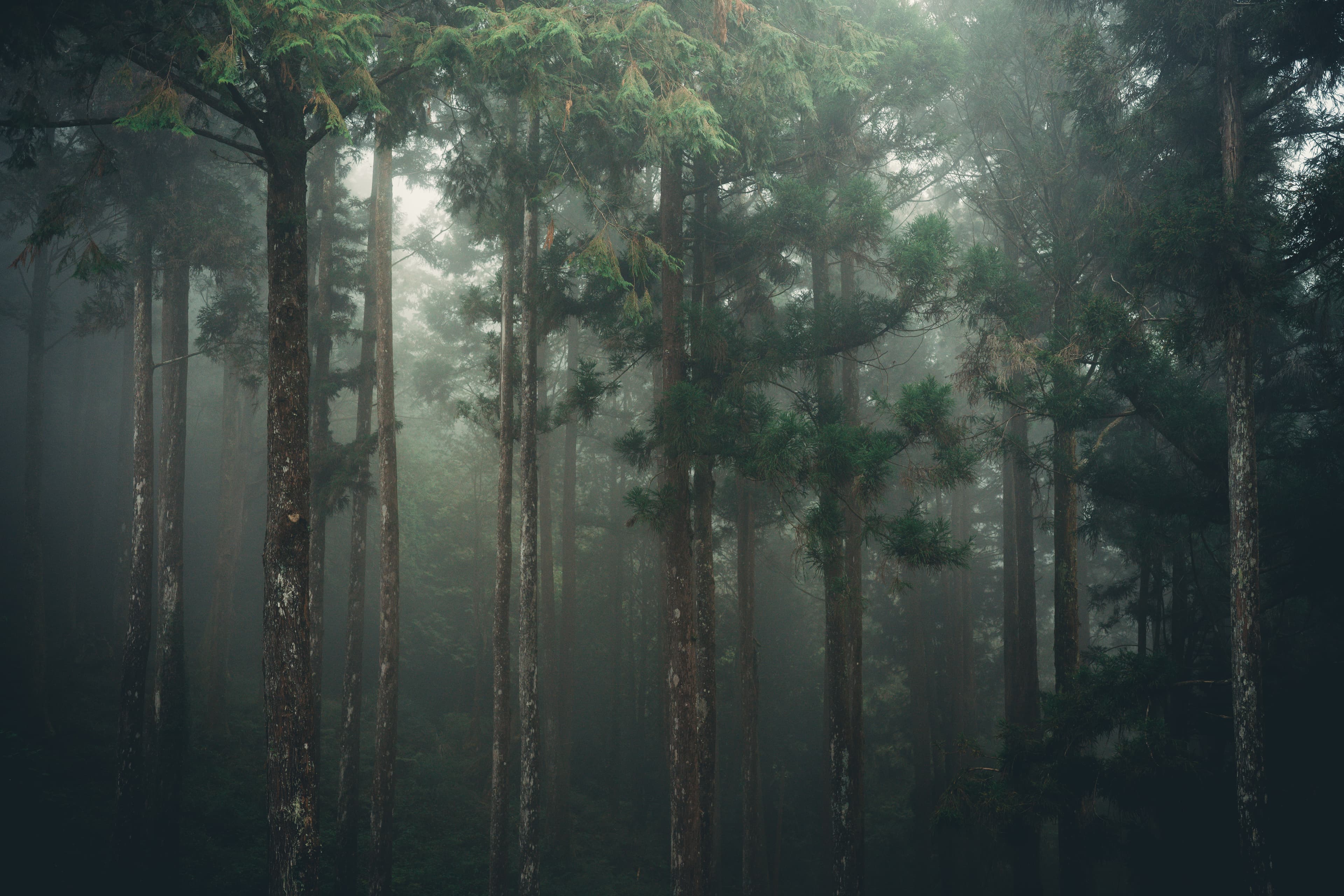 The mist in the trees
