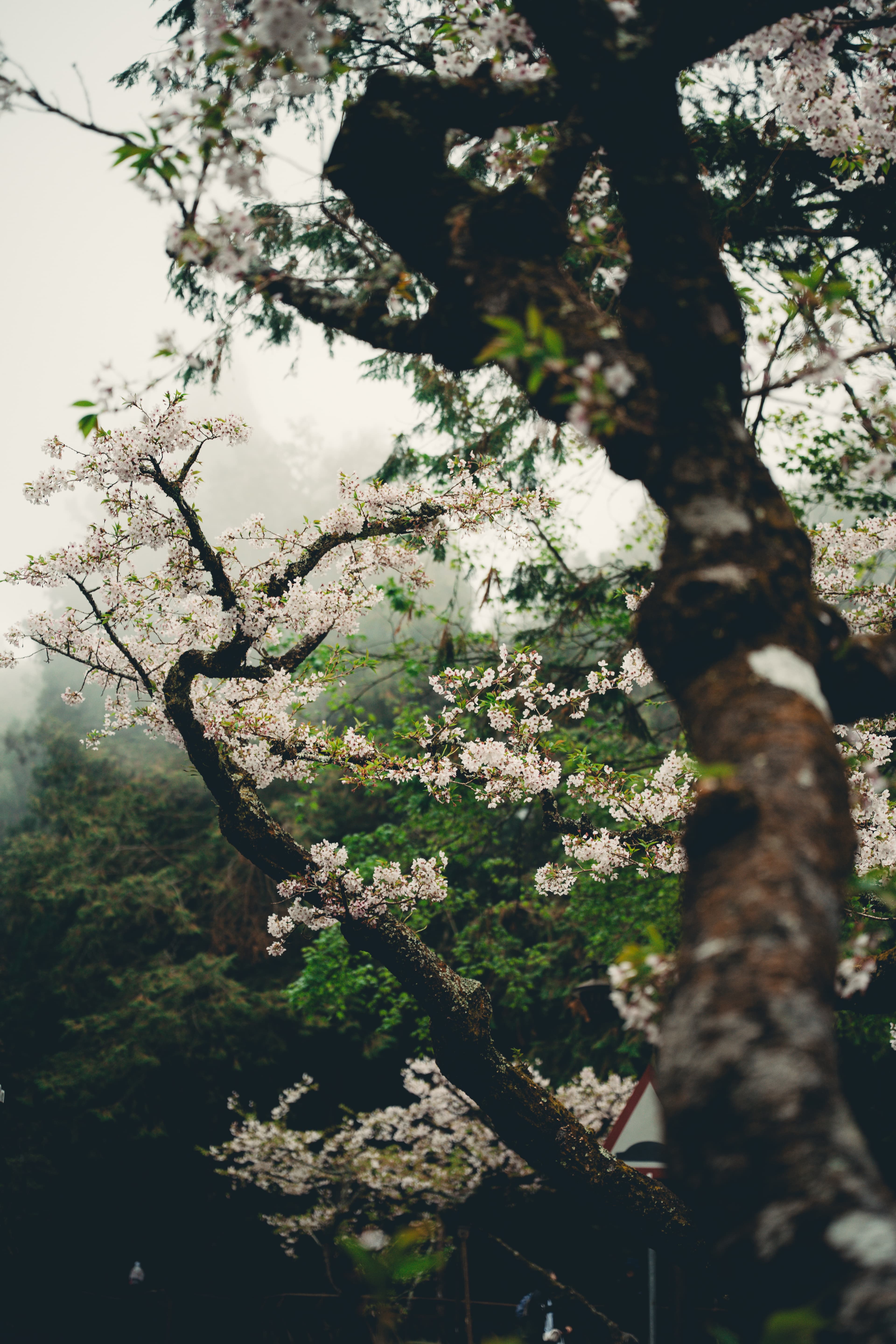 Cherry blossoms · branches grown into artful forms