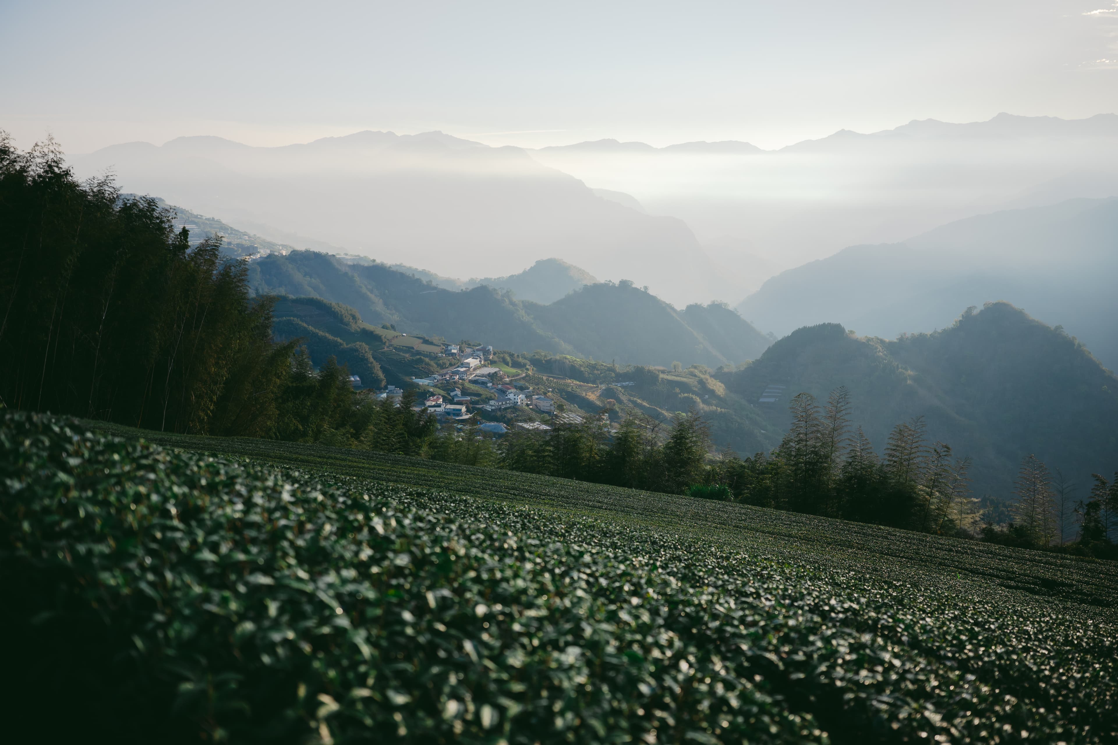 Tea garden seen from above the ridge