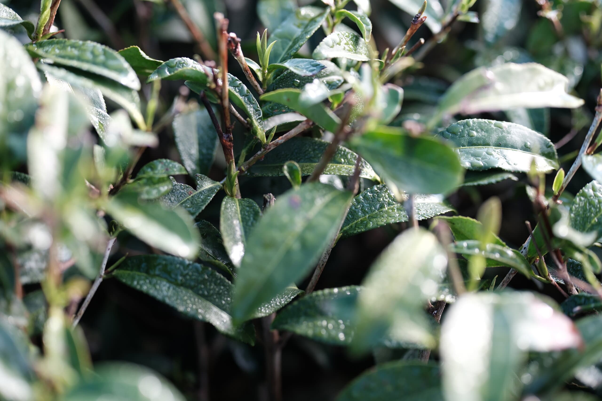 Jasmine green tea — scented leaf