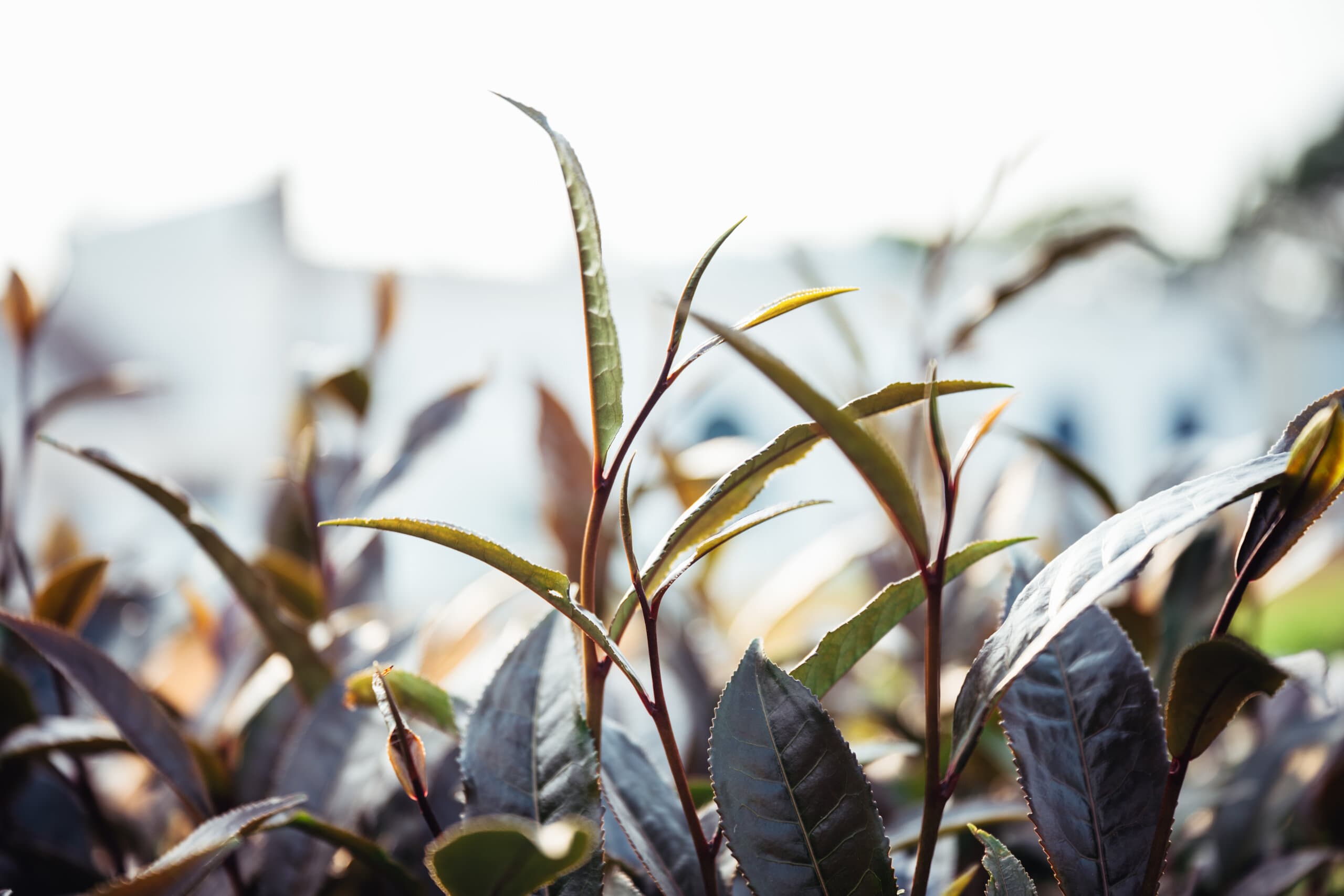 Purple Bud tea leaves